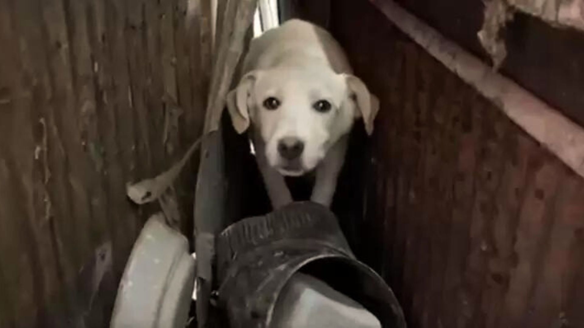 a dog that was rescued