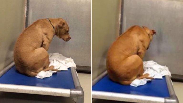 a dog whose adoption failed