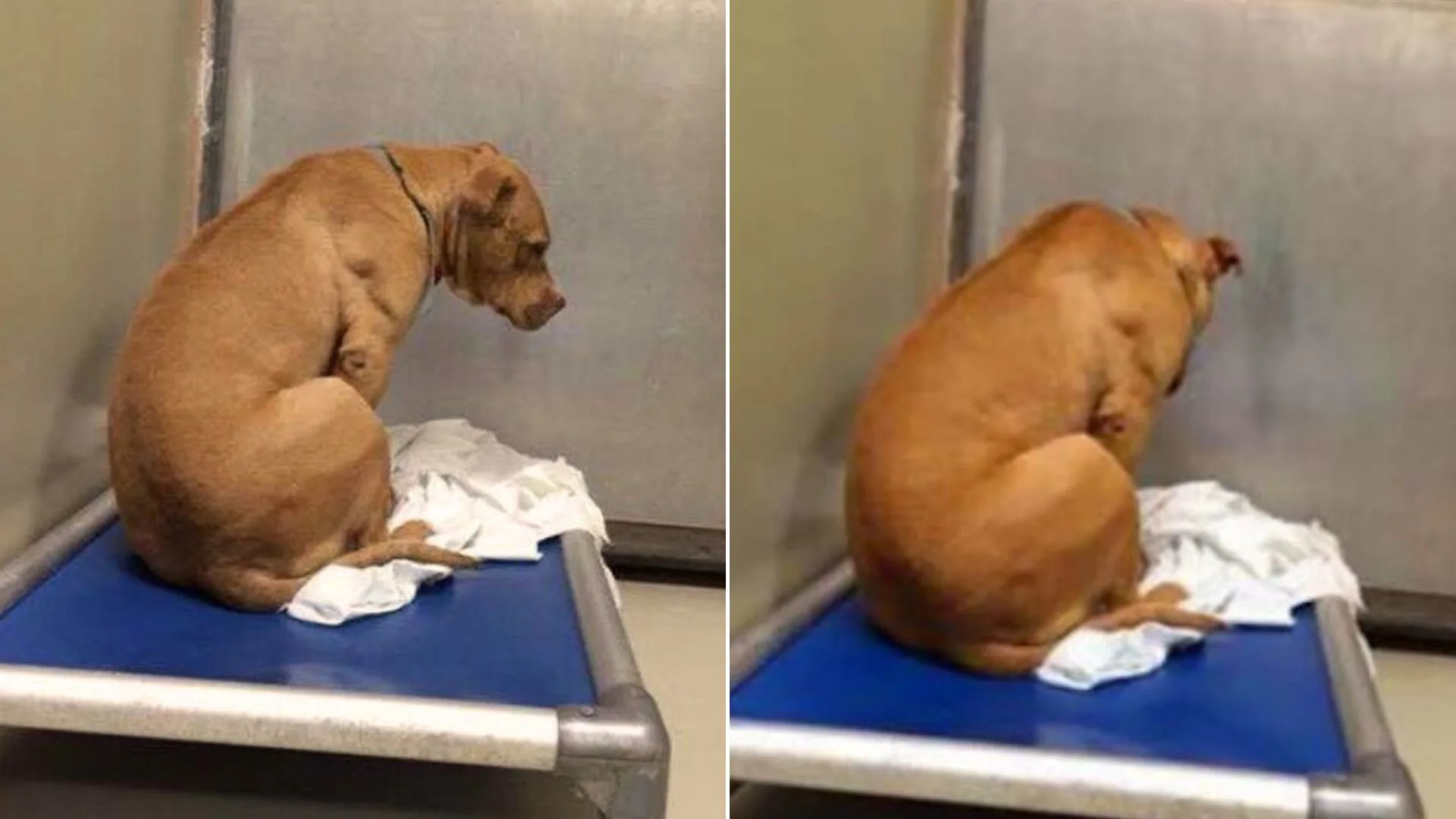 Este perro que mira fijamente una pared después de que su adopción fracasara te romperá el oído