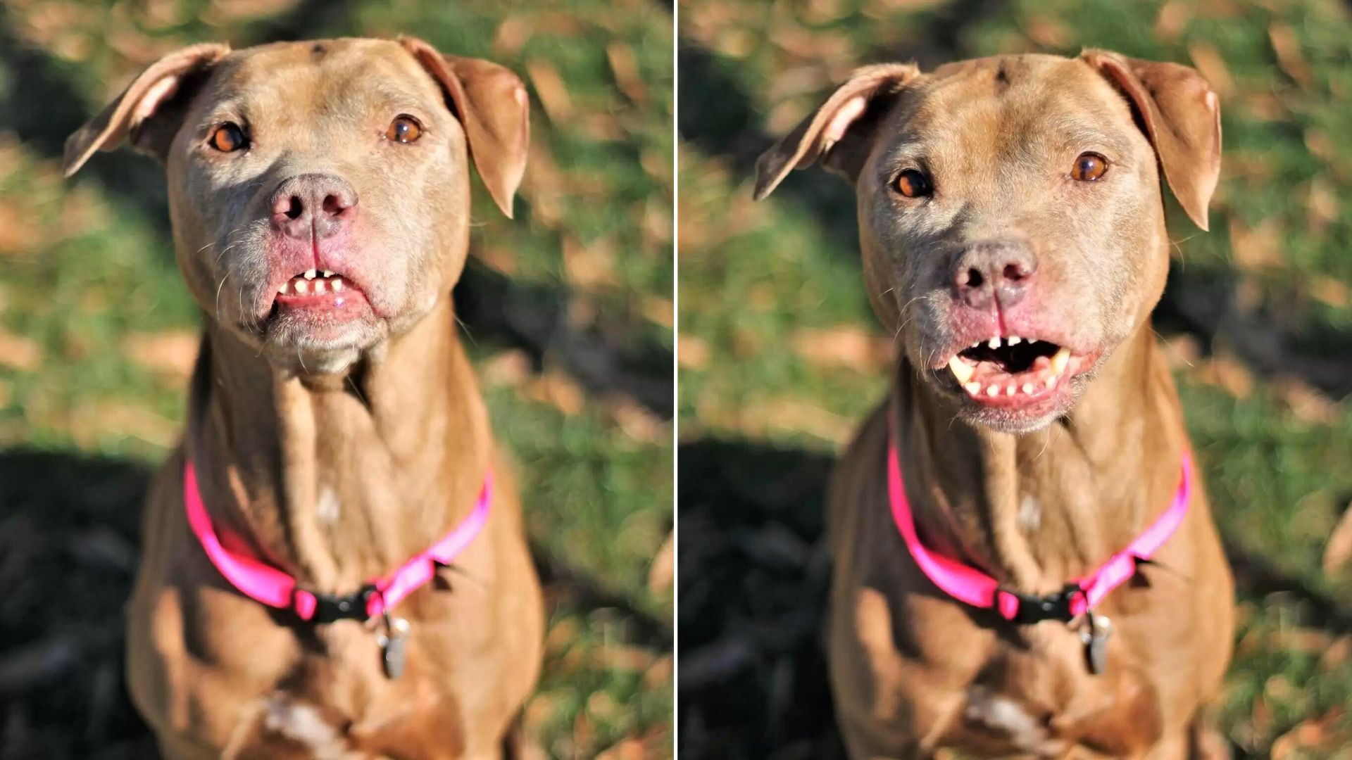 dog with funny smile