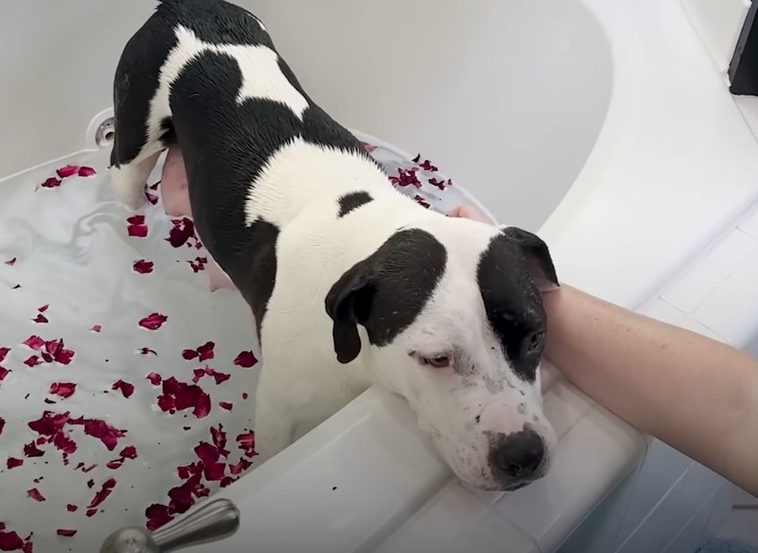 Black and white dog in a bathtub