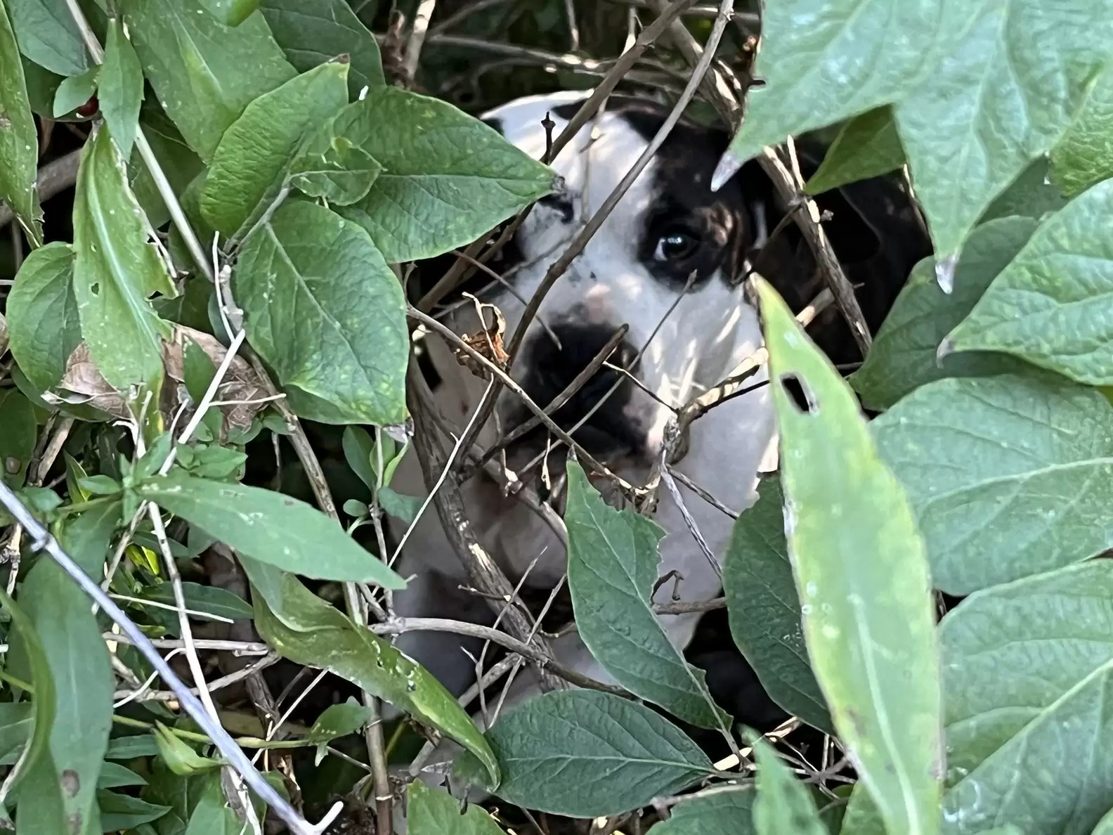 Dog in the bush