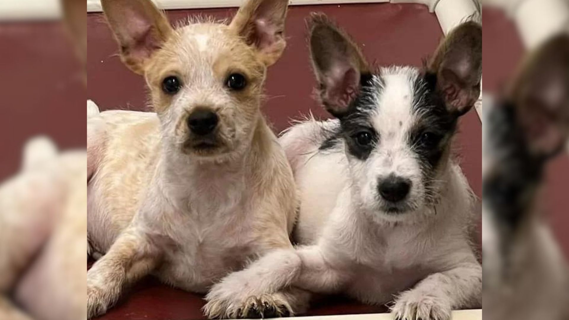 doggo siblings holding paws