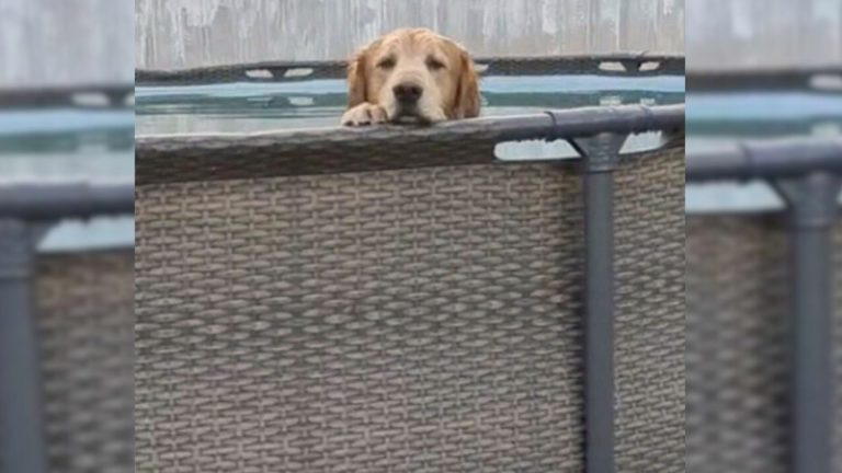 dog chilling in the pool