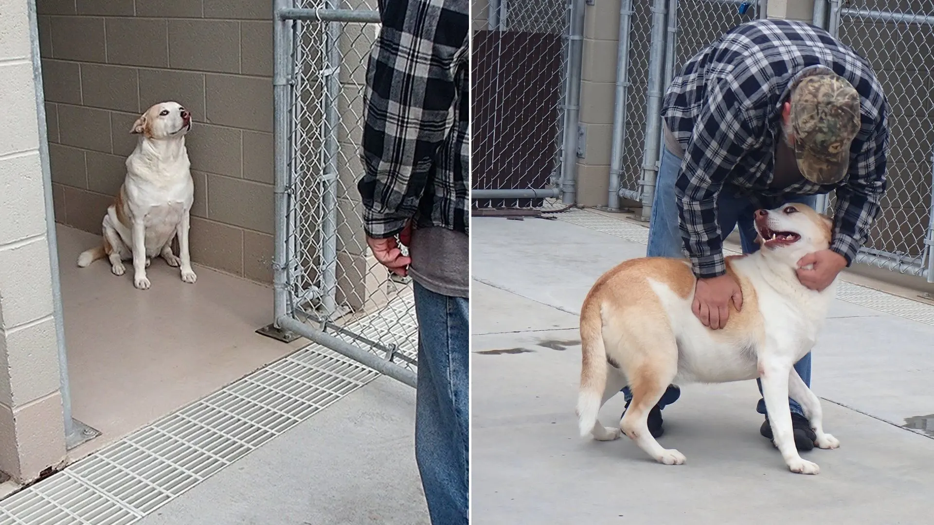 Perro emocionalmente reservado se abre después de reunirse con su dueño