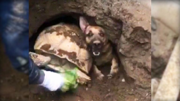 Firefighters Save A Tortoise And A German Shepherd