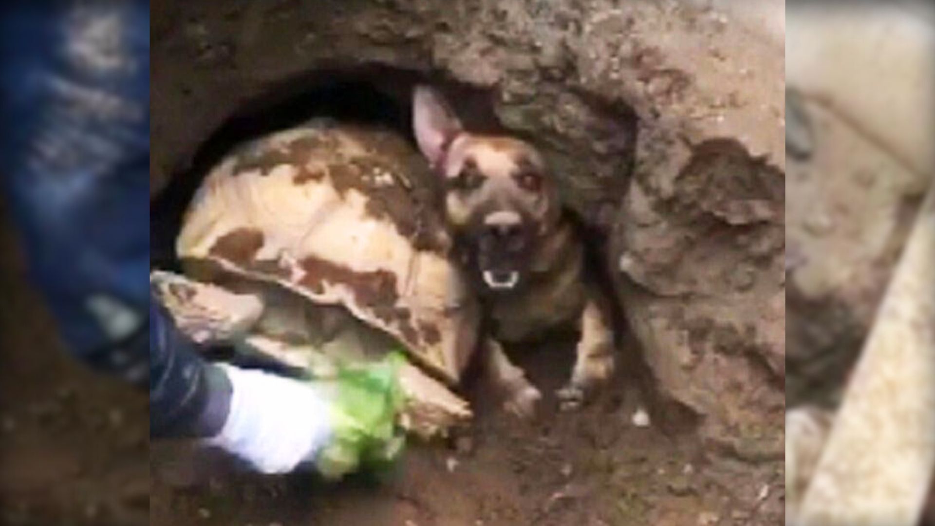Firefighters Save A Tortoise And A German Shepherd