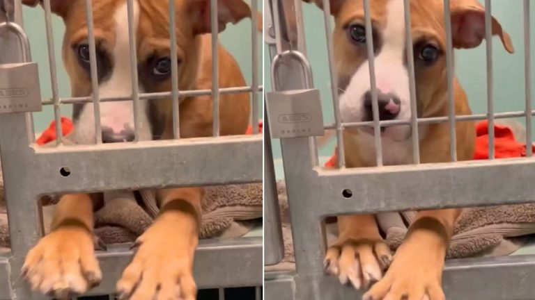 dog in cage gets adopted