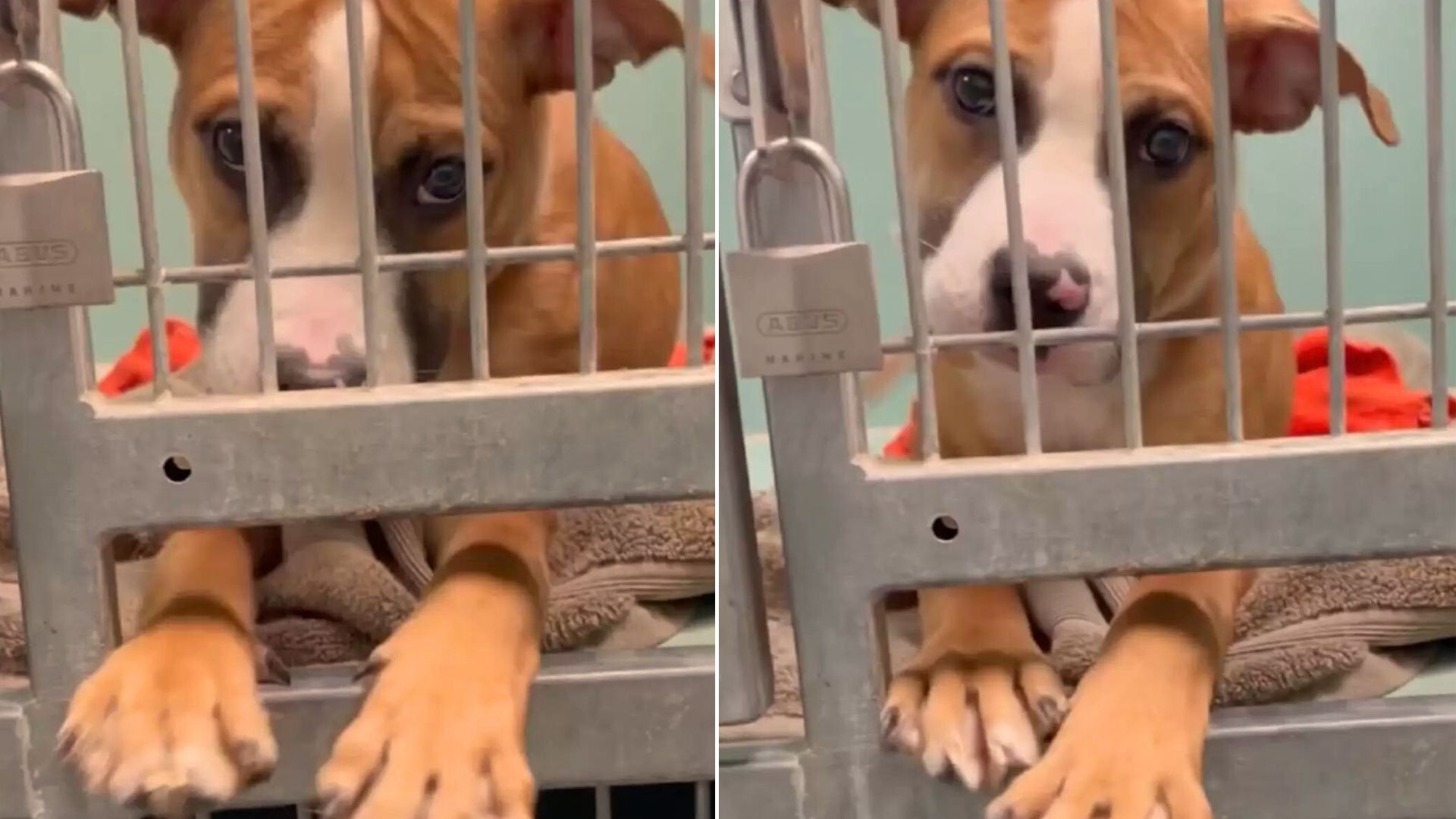 dog in cage gets adopted