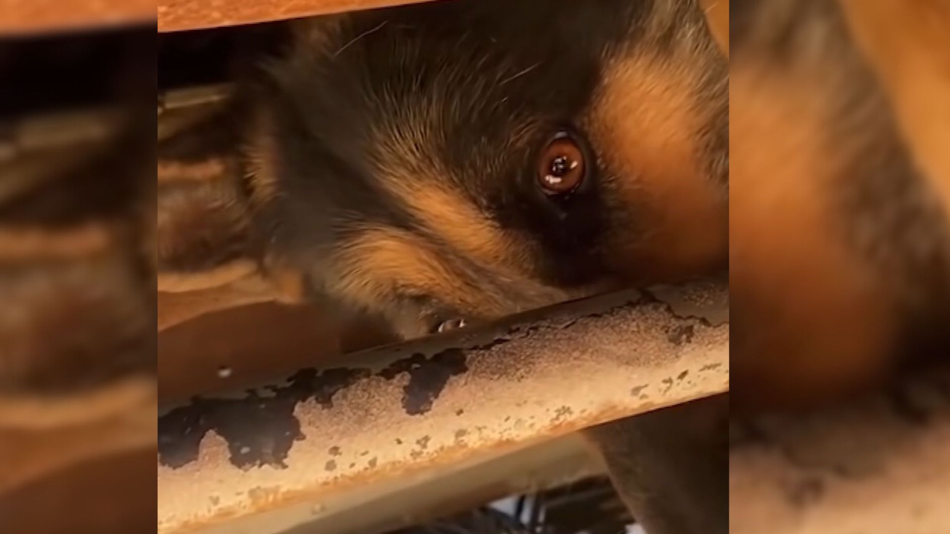 cute dog behind metal bars