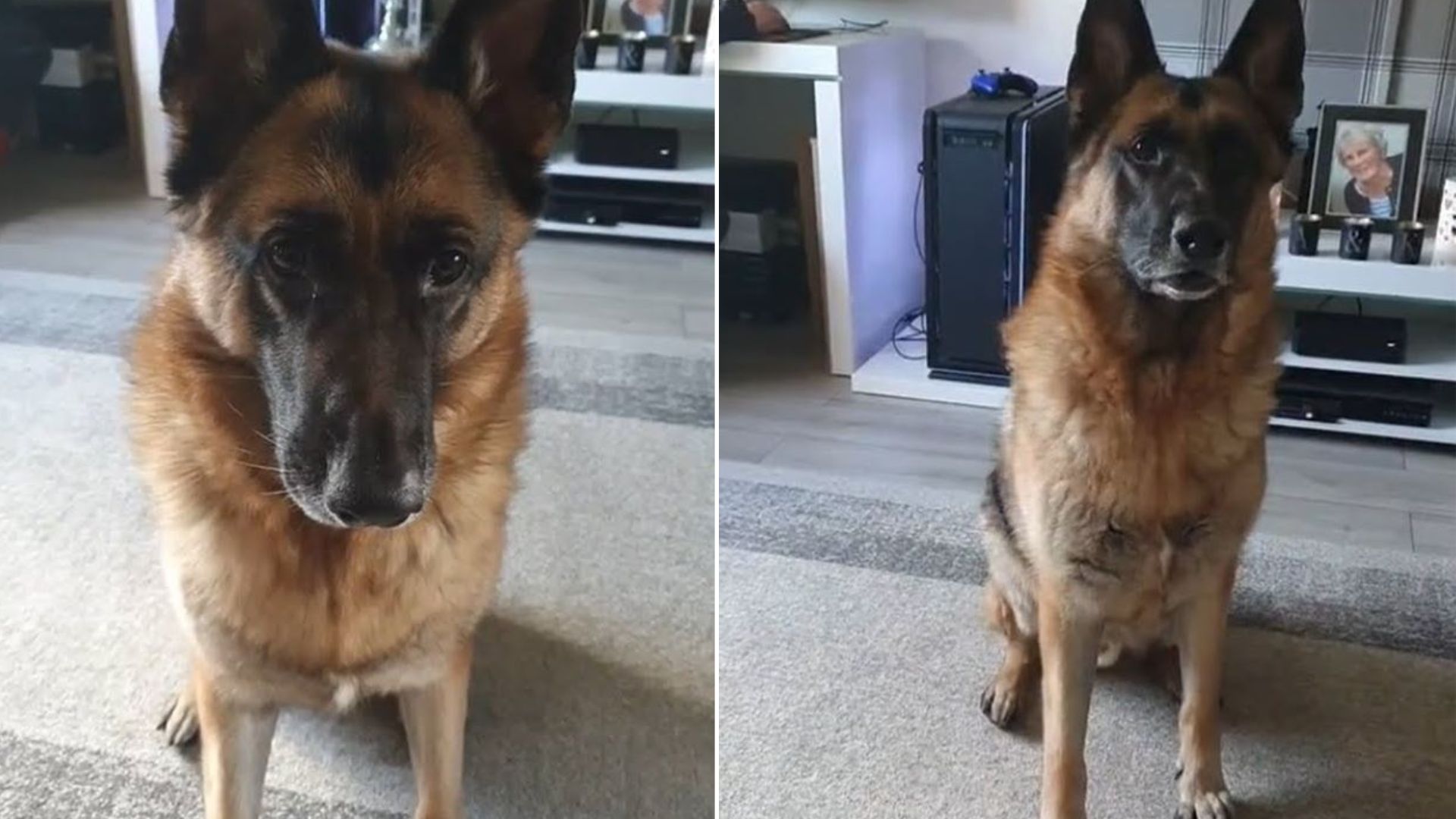 german shepherd does the moves from the song