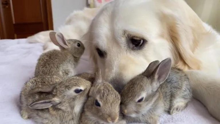golden retriever is the best dad to bunnies