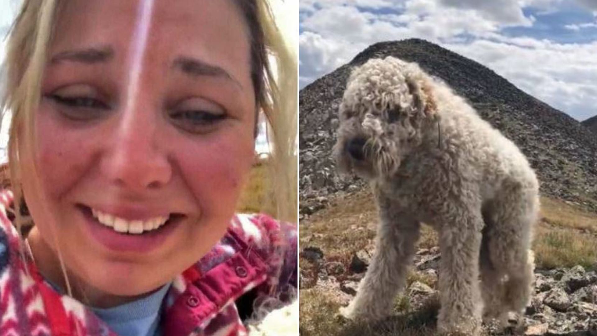 Goldendoodle That Survived The Crash