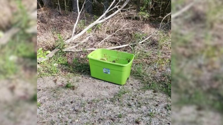 something is moving in the box