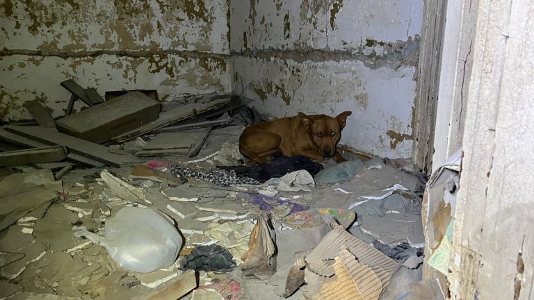 dog on a pile of rubble