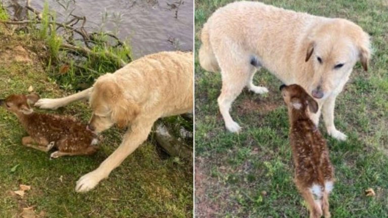 photo of goldendoodle and baby fawn