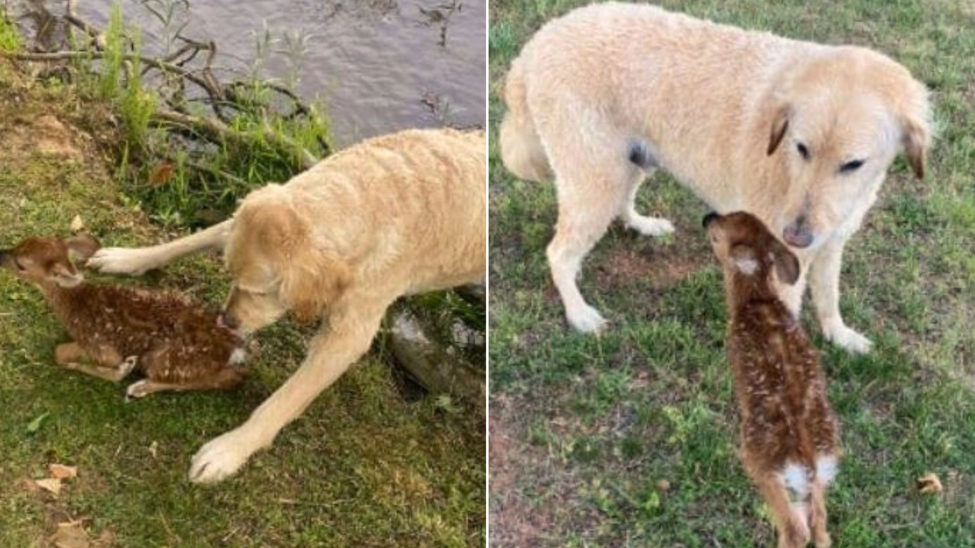 Brave Goldendoodle Rescues A Baby Fawn From Drowning In A Lake
