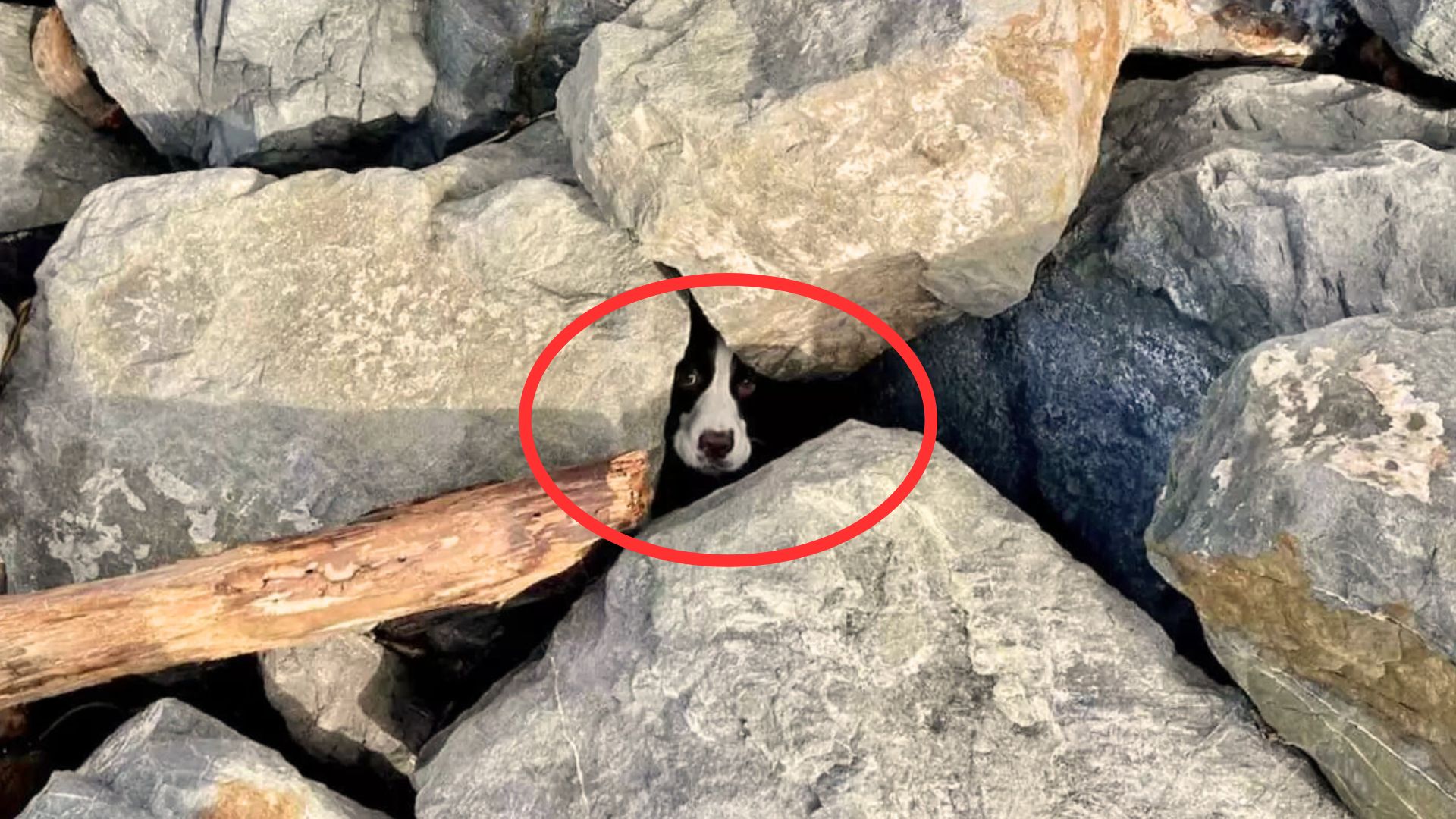 Hero Jogger Spots A Dog Buried Under Rocks