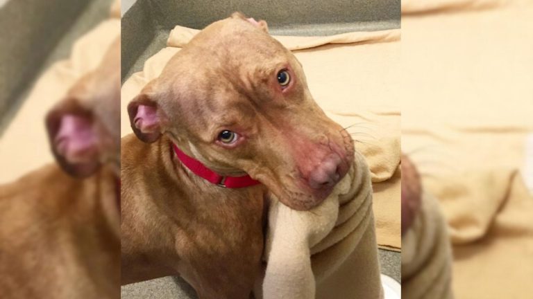 sad pitbull