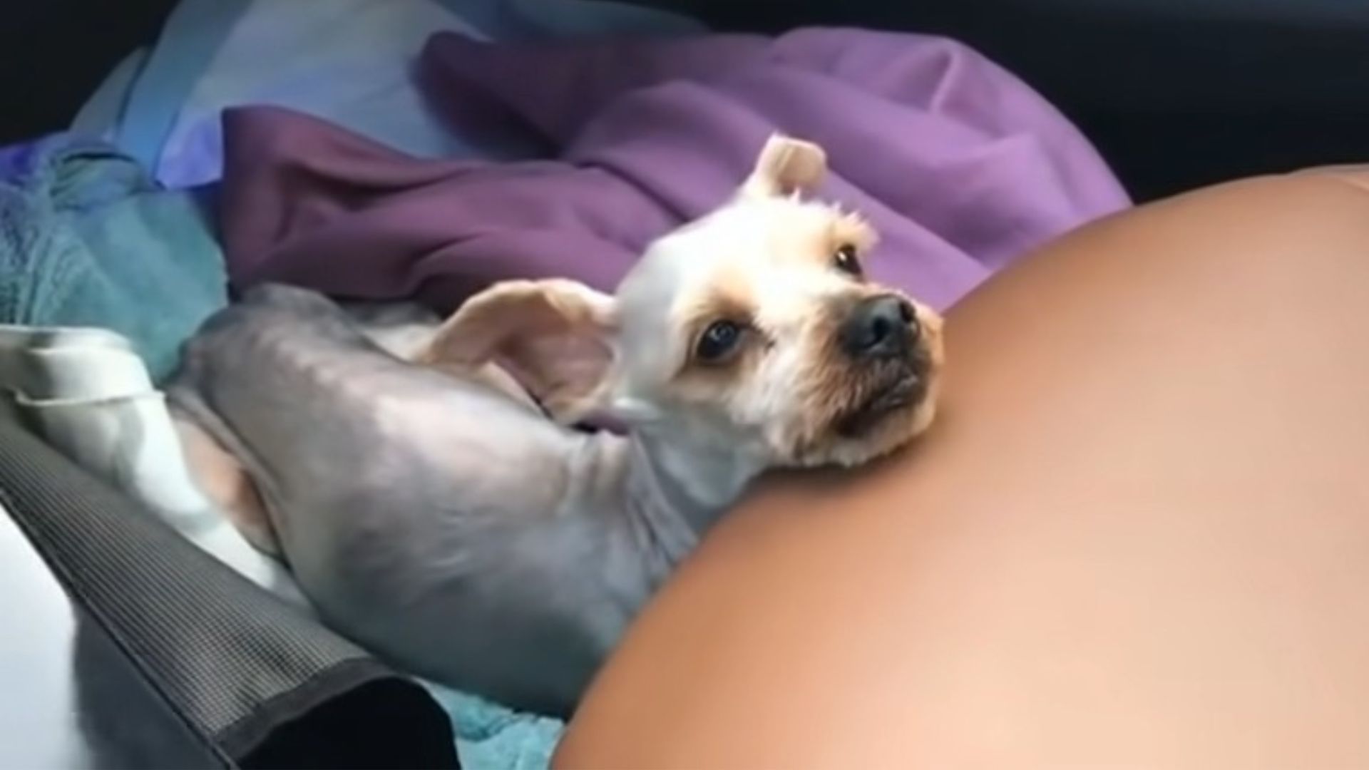 Hurt Puppy Who Did Not Give Up On Life