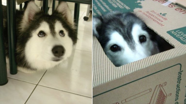 husky raised like cat