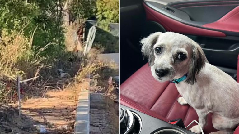 a small dog that lived on the side of the road