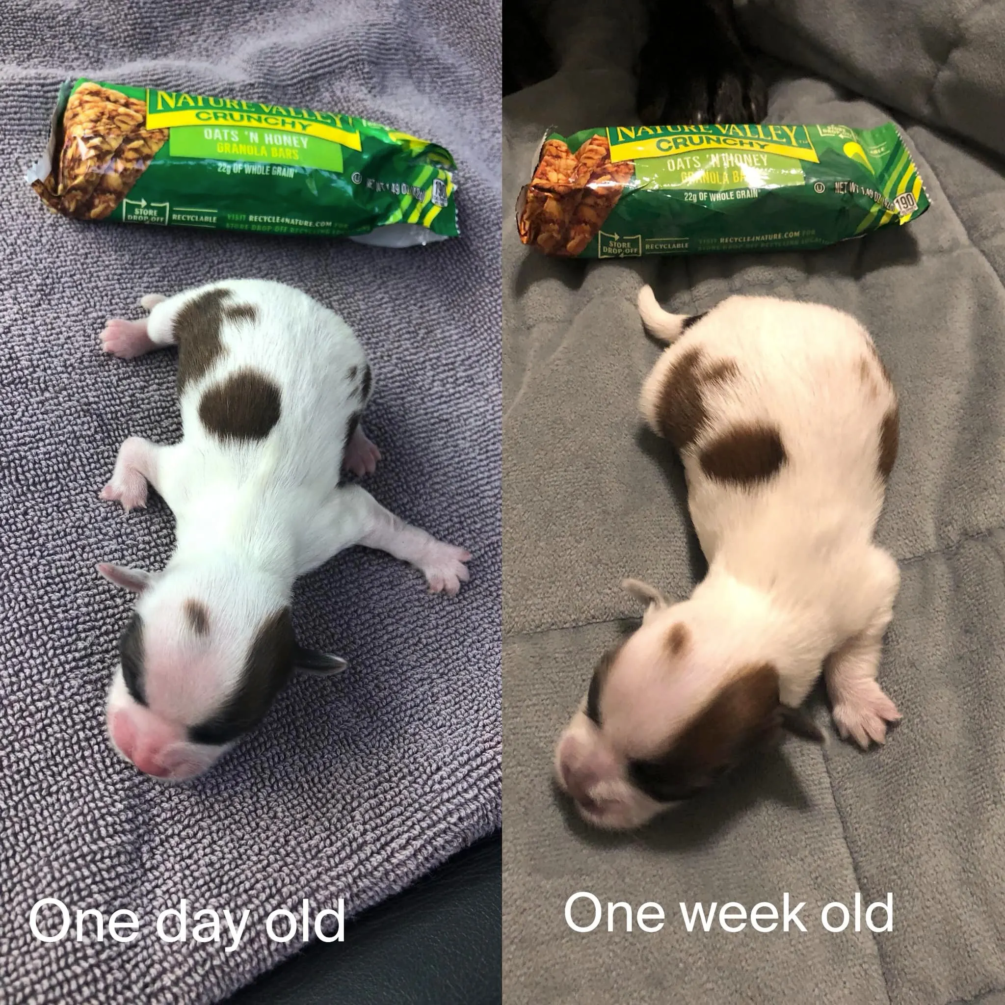 Little puppy with size smaller than chocolate bar
