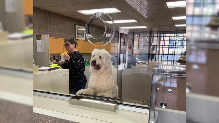 dog at the counter