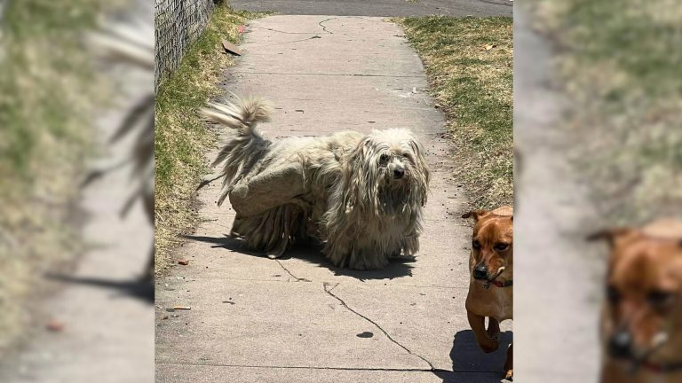 dog with overgrown fur