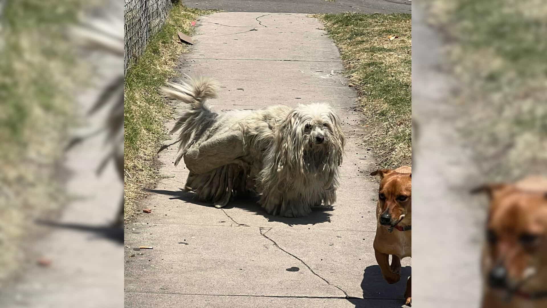 dog with overgrown fur