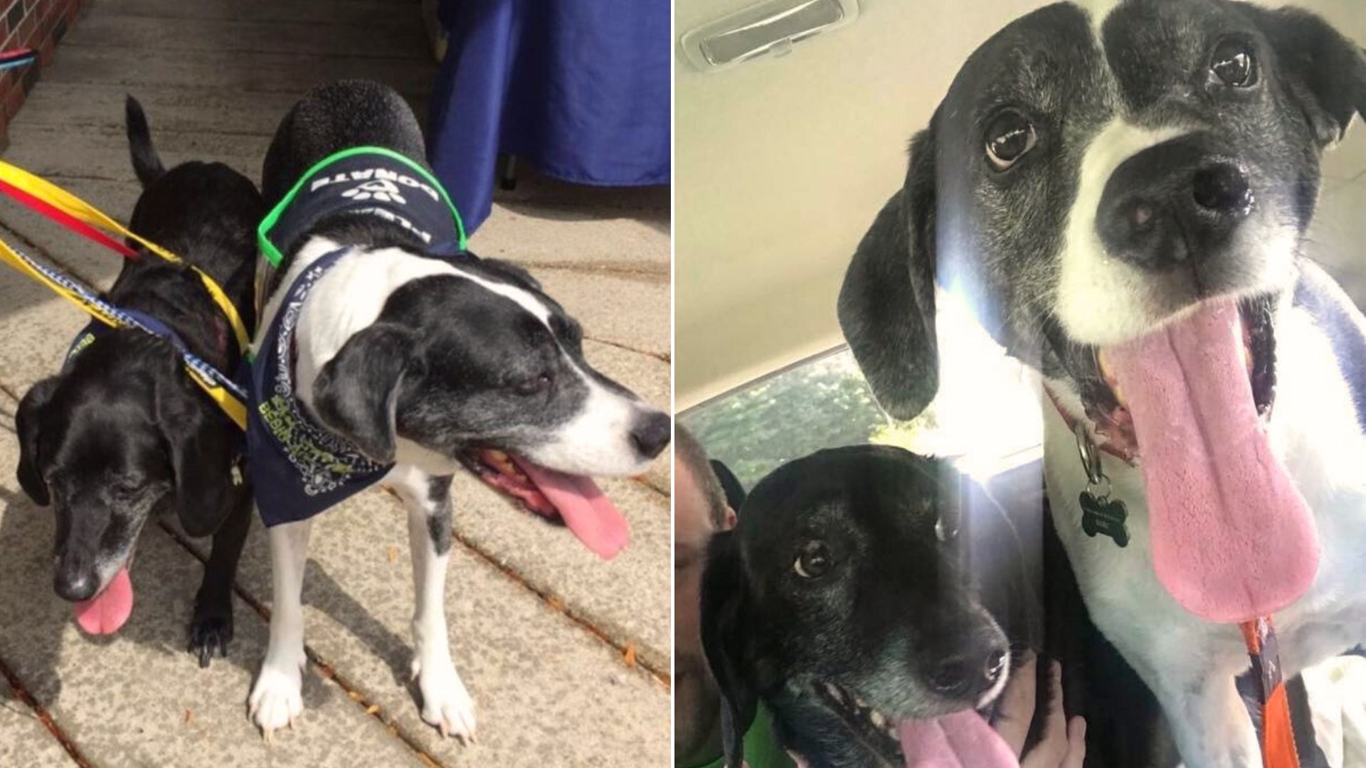 Man Brings His Two Happy And Healthy Dogs To Be Euthanized