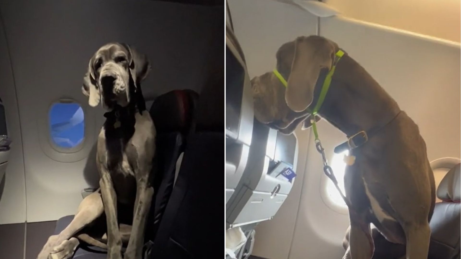 dog sitting in a plane