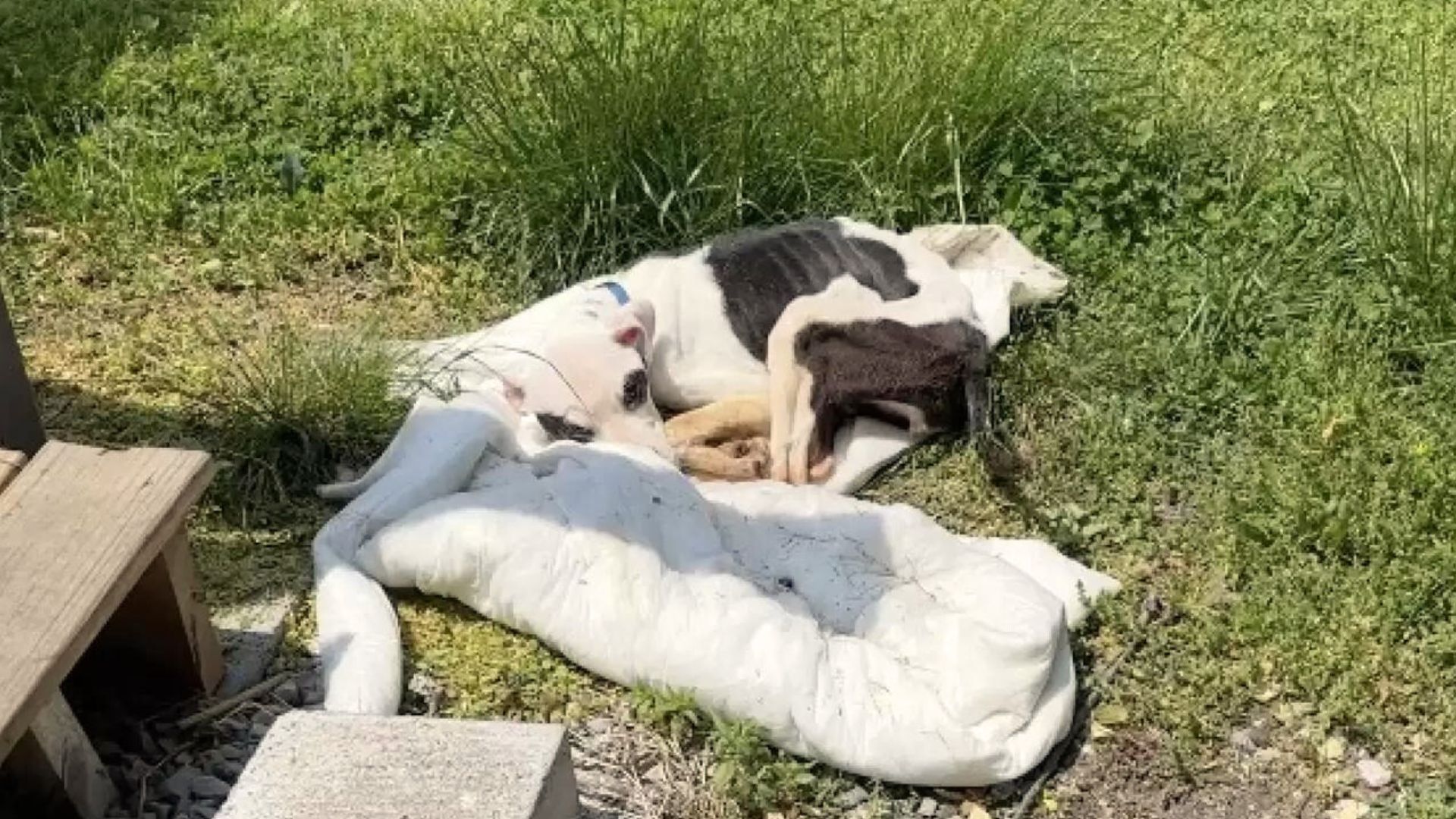 Man Returning Home From Work Encounters A Starving Dog