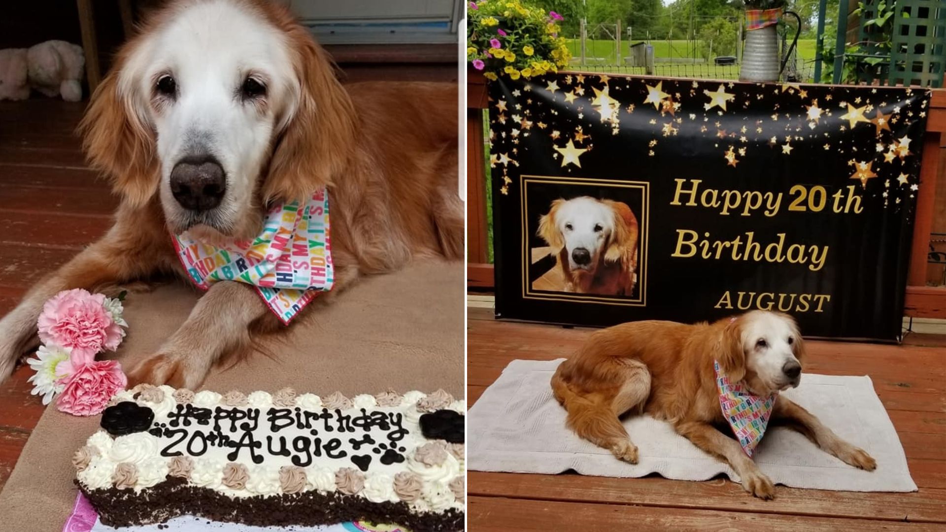 augie the oldest retriever