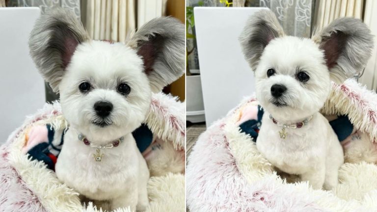 small puppy with big ears