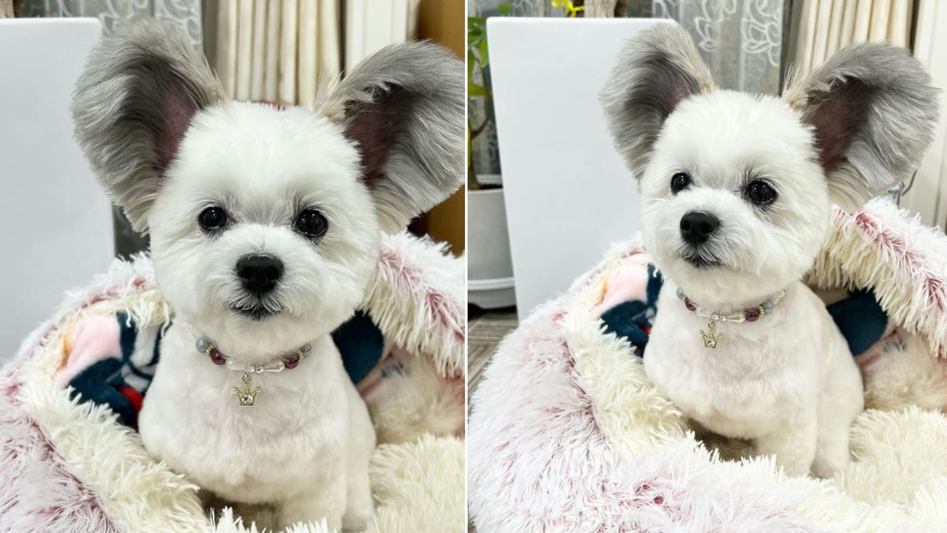 small puppy with big ears