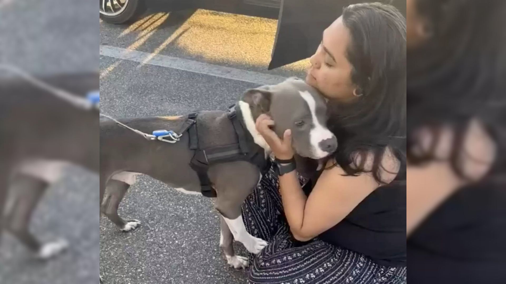 missing dog after it was found