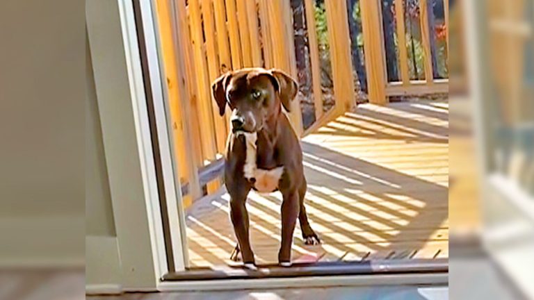 Dog standing on balcony