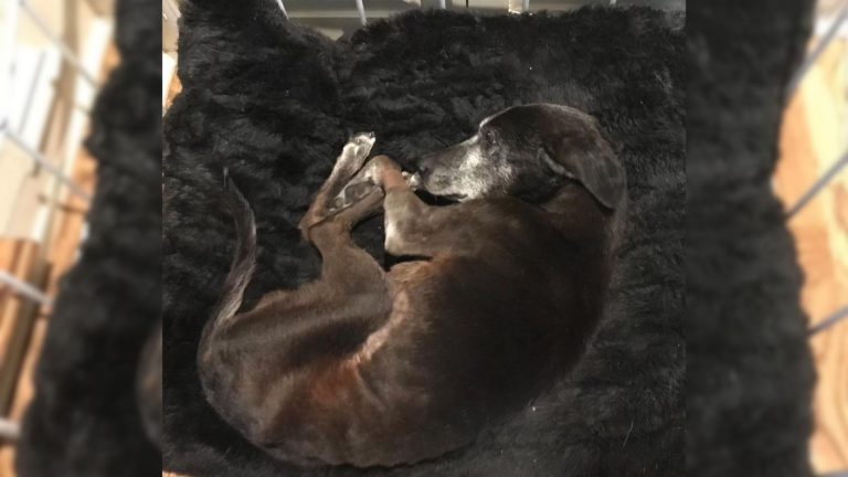 old dog sleeping