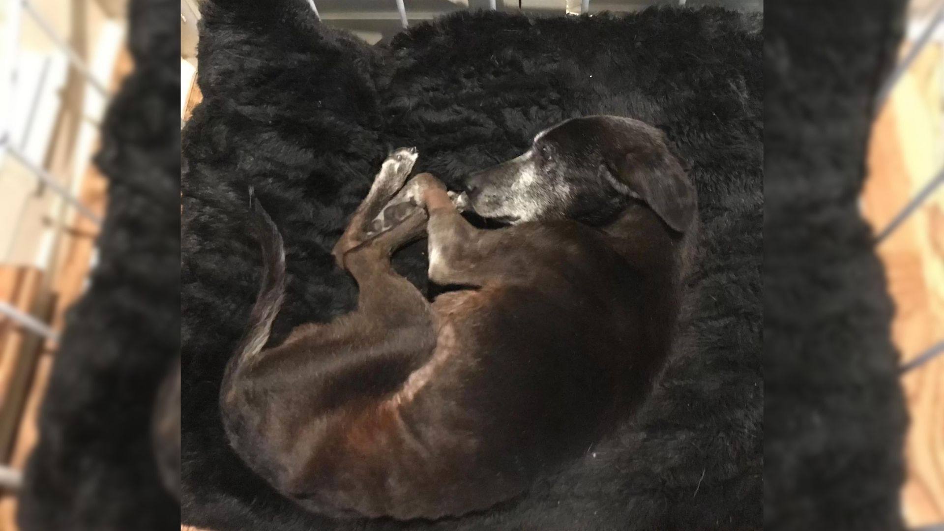 old dog sleeping