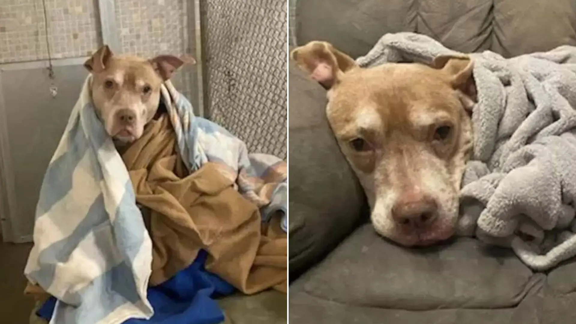 Al viejo perro de un refugio le encanta que lo arropen antes de acostarse