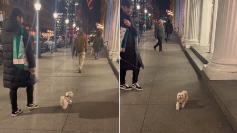 little dog on the sidewalk with the owner