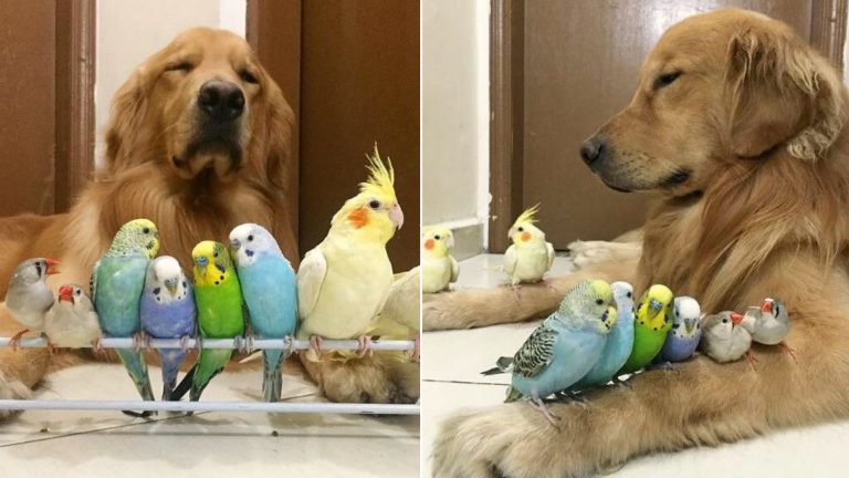 photo of golden retriever with birds