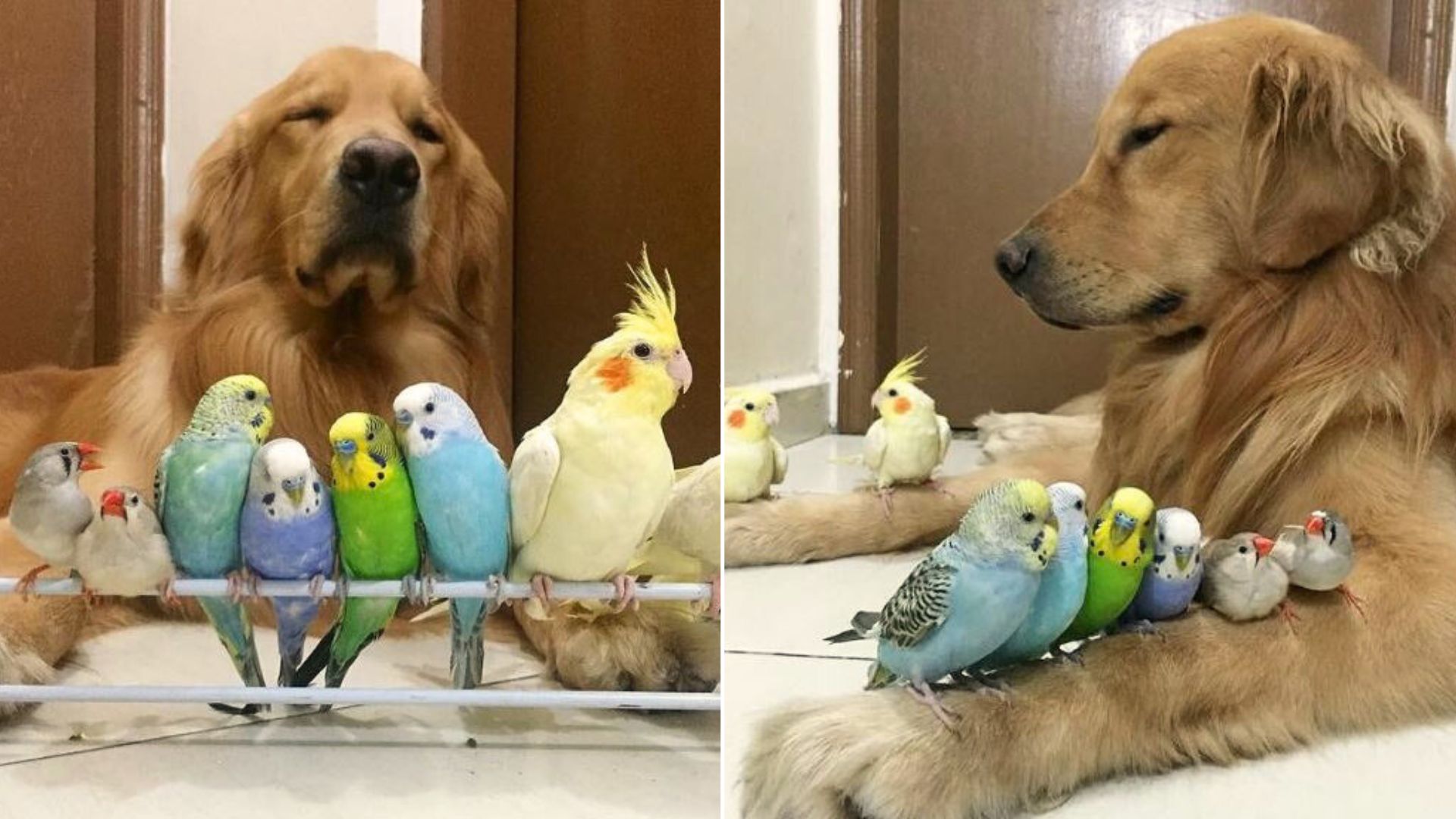 photo of golden retriever with birds