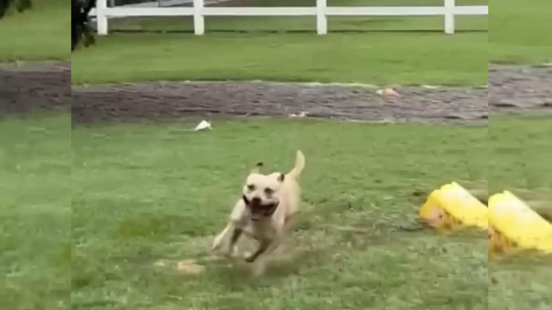 dog dancing on the rain