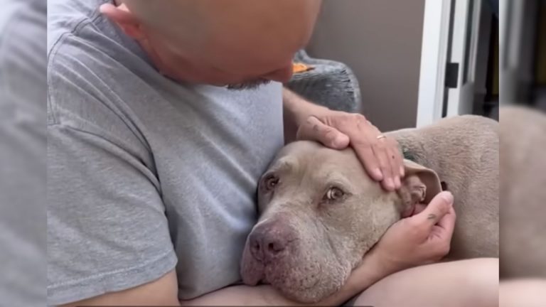 dog with his owner