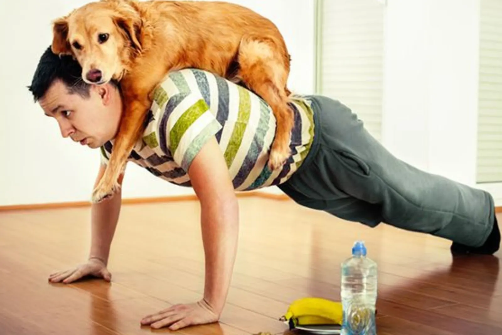 A dog lying on a man's back while he is doing push-ups 