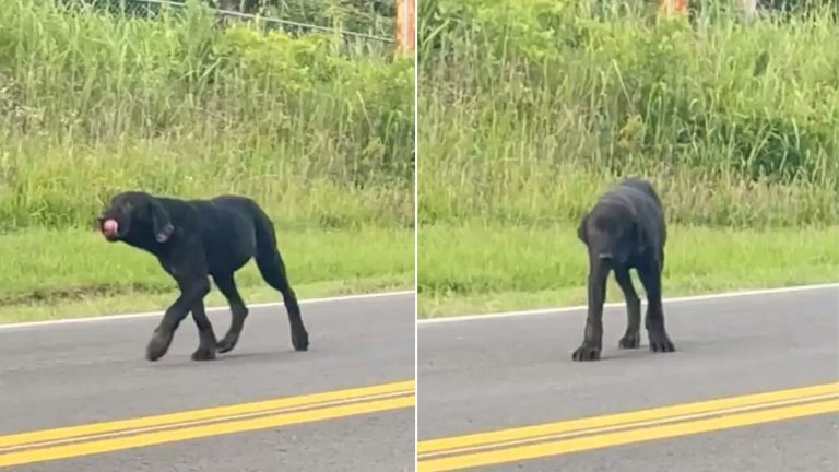 a puppy abandoned in the middle of nowhere
