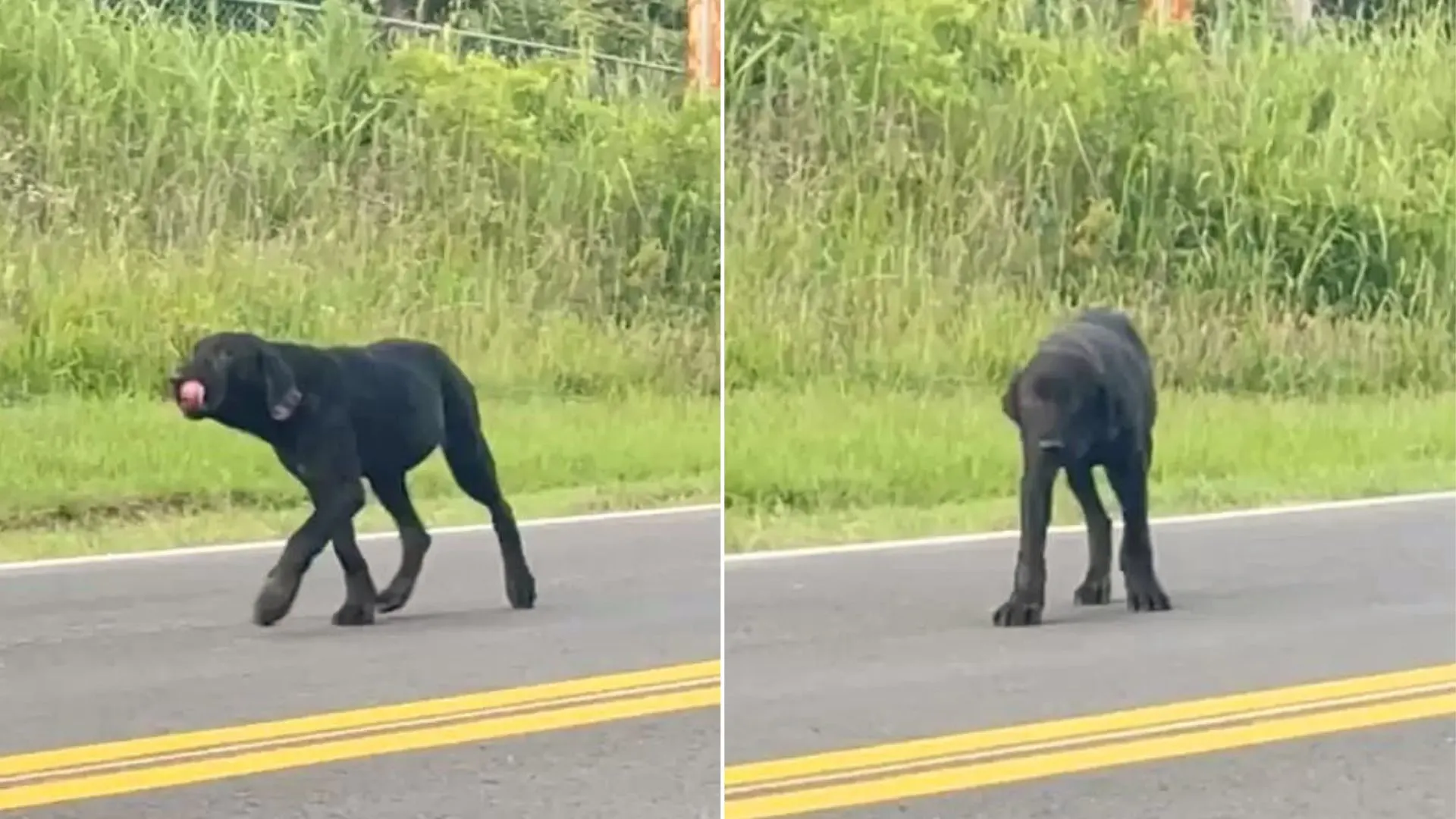 Dulce perro abandonado junto a una carretera muy transitada se emociona cuando alguien vino a rescatarlo 