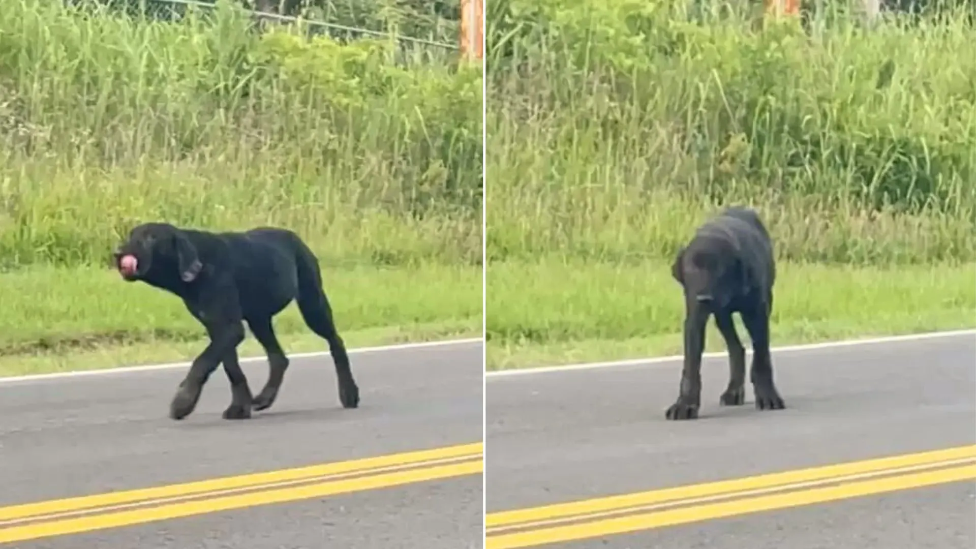 a puppy abandoned in the middle of nowhere